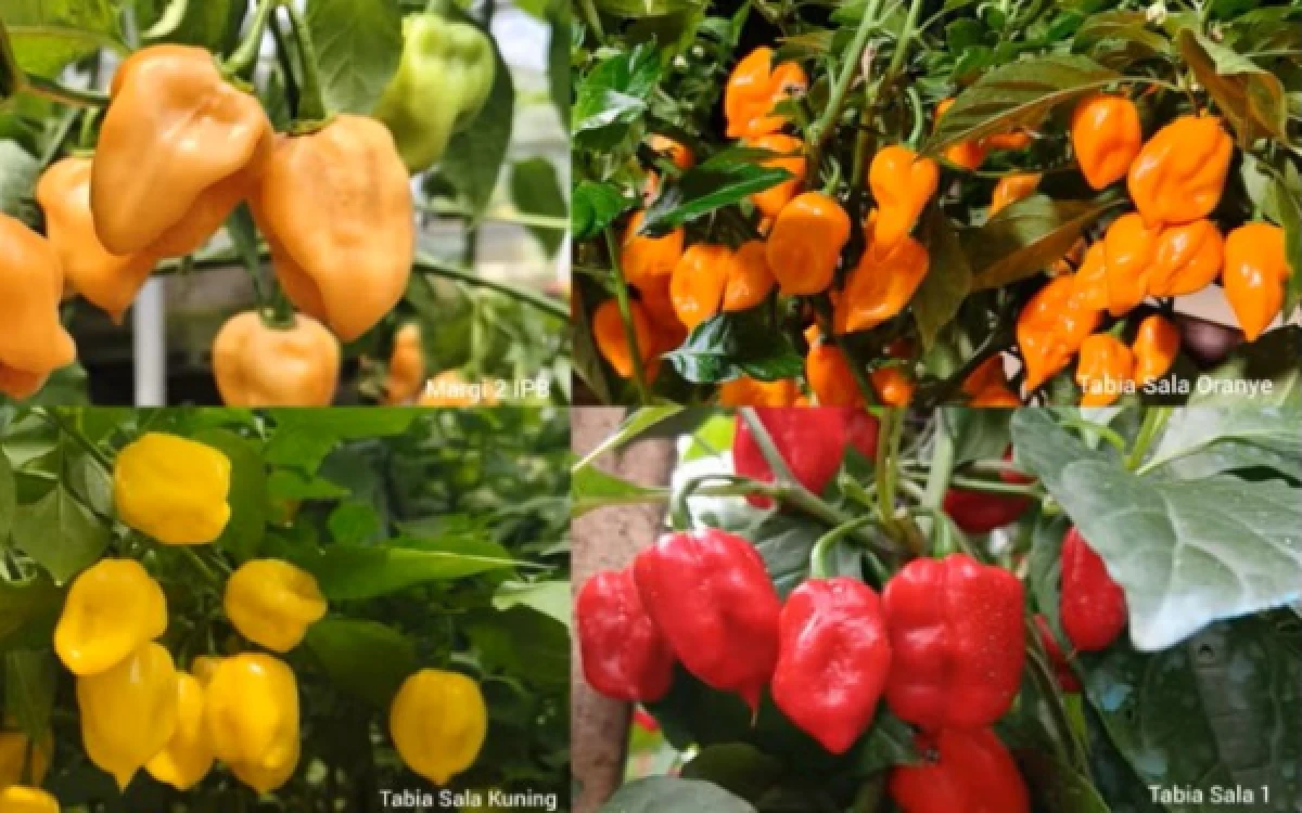 Thumbnail Berita - Cabai Habanero IPB Tahan Iklim Tropis, Berpeluang Masuk Industri hingga Pasar Ekspor