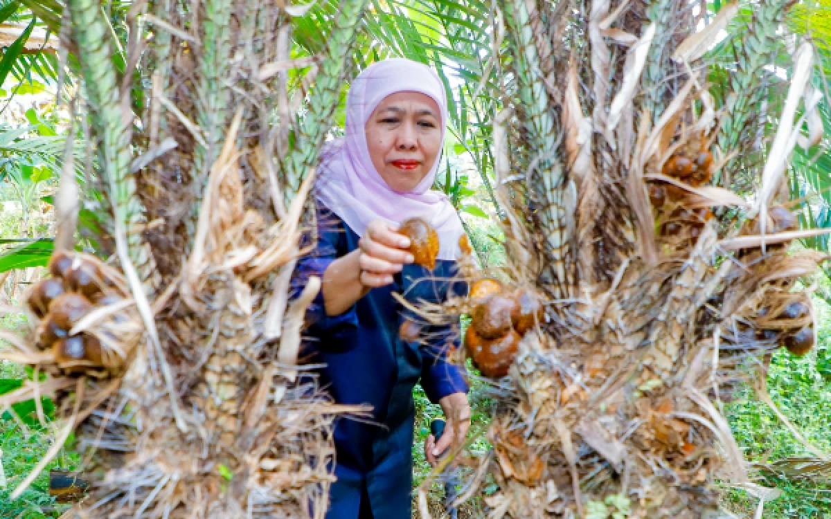 Thumbnail Berita - Gubernur Khofifah Panen Salak Madu di Desa Wonoagung Malang, Dorong Hortikultura Jadi Penggerak Ekonomi Jawa Timur