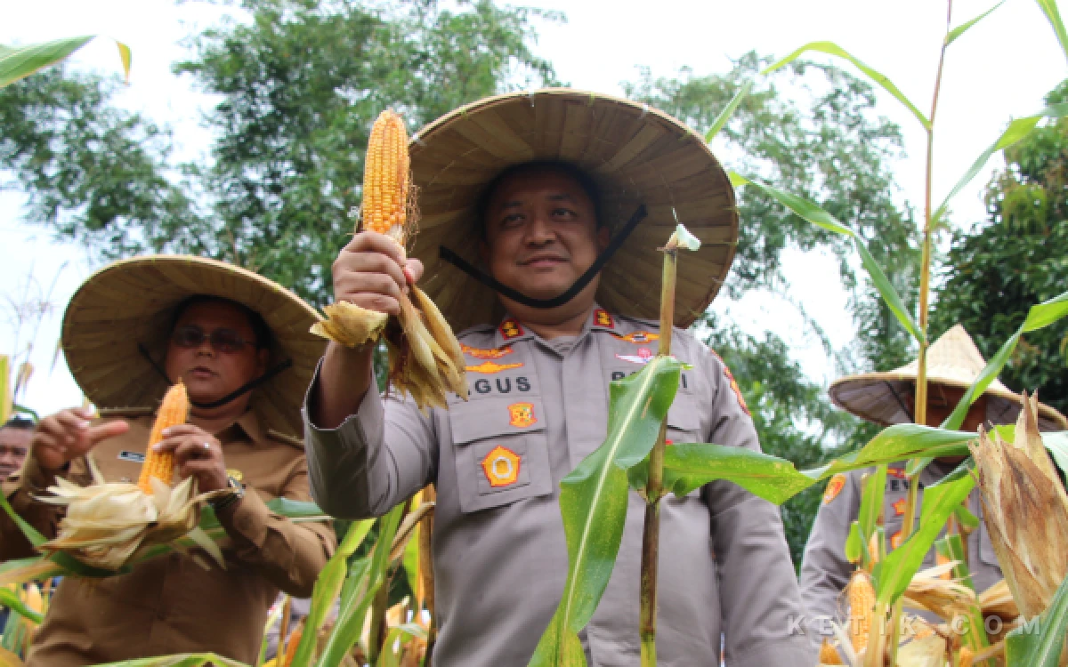 Thumbnail Berita - Kapolres Aceh Barat Turun ke Sawah, Panen Jagung Bersama Petani Dukung Swasembada Pangan