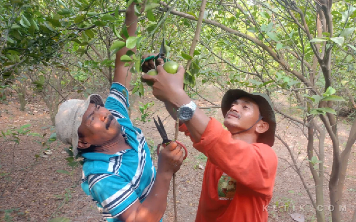 Thumbnail Berita - SPPG Beli Sesuai Harga Pasar untuk MBG, Petani Jeruk di Mojokerto Tersenyum