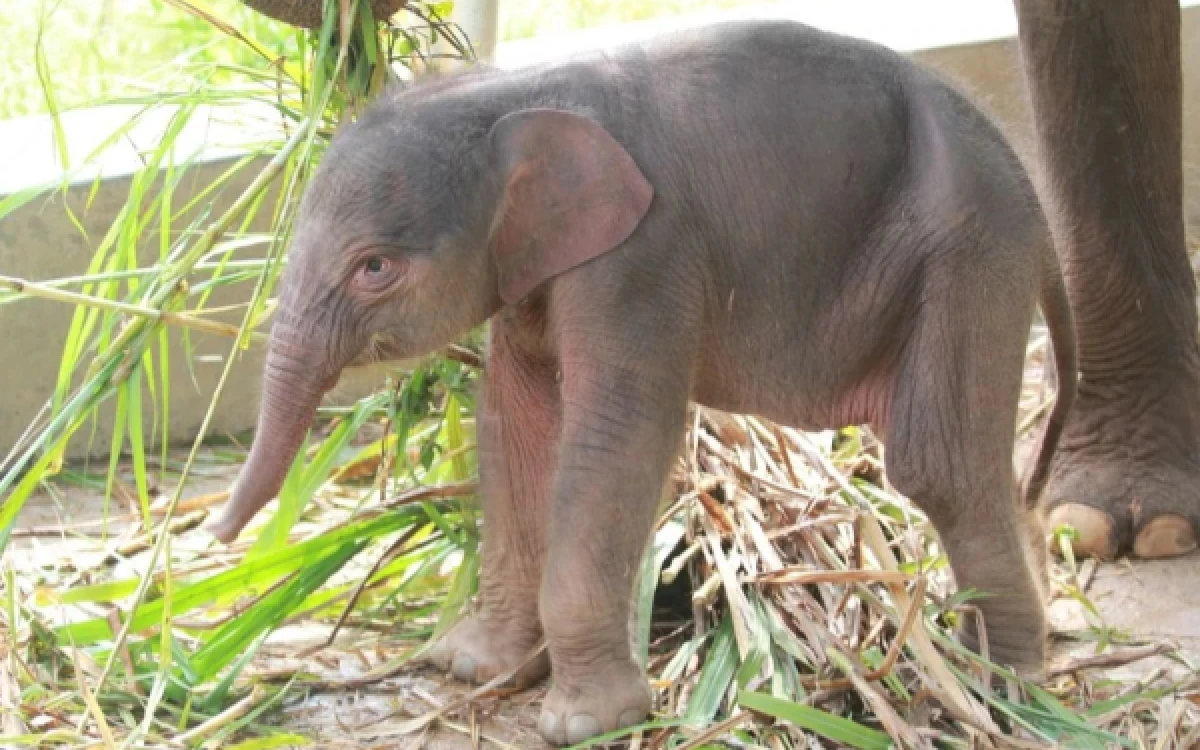 Thumbnail Berita - Kelahiran Bayi Gajah Sumatra di Lampung Jadi Harapan Baru Konservasi Satwa Langka