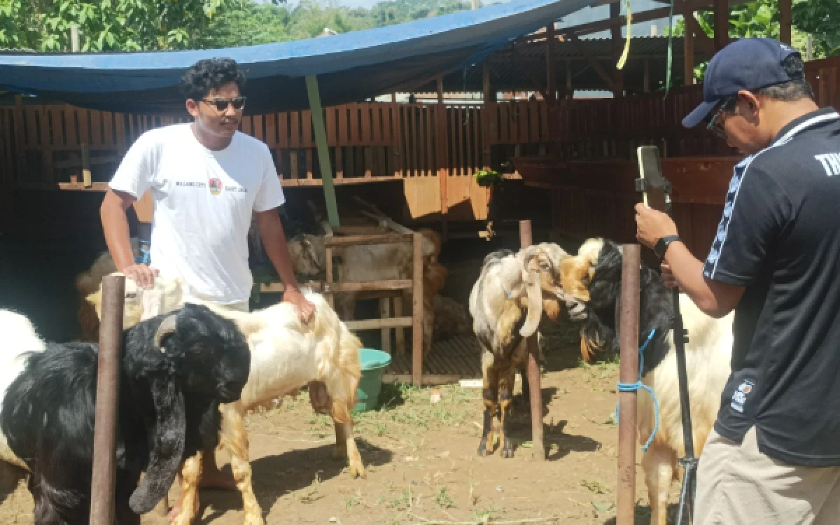 Thumbnail Berita - Kambing Bobot 100 Kg di Kota Malang Paling Laris Jelang Iduladha, Segini Harganya