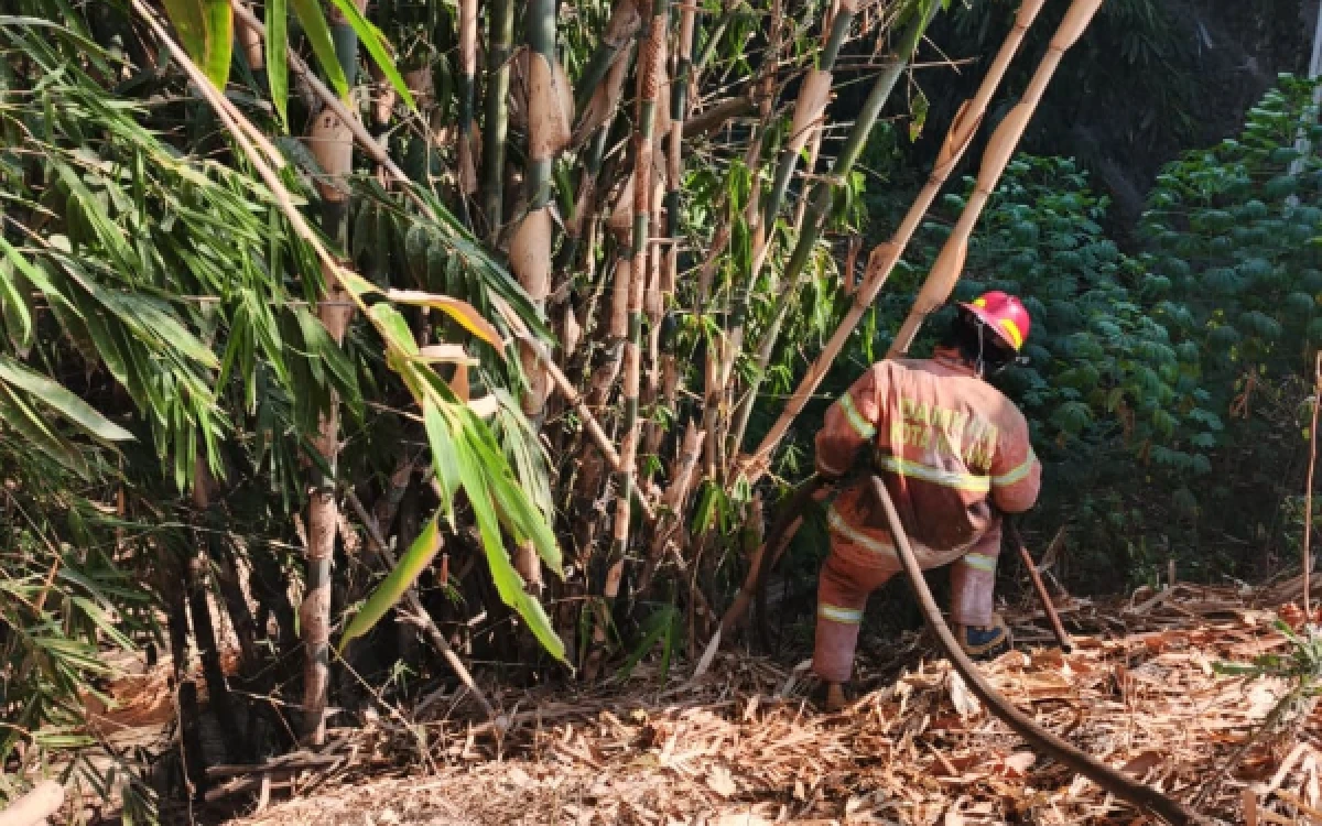 Foto Petugas Damkar Kota Malang saat memadamkan kebakaran lahan bambu yang terjadi di Jalan Halim Perdanakusuma Kelurahan Cemorokandang Kecamatan Kedungkandang Kota Malang pada Sabtu, 26 September 2026 (Foto : Damkar Kota Malang)