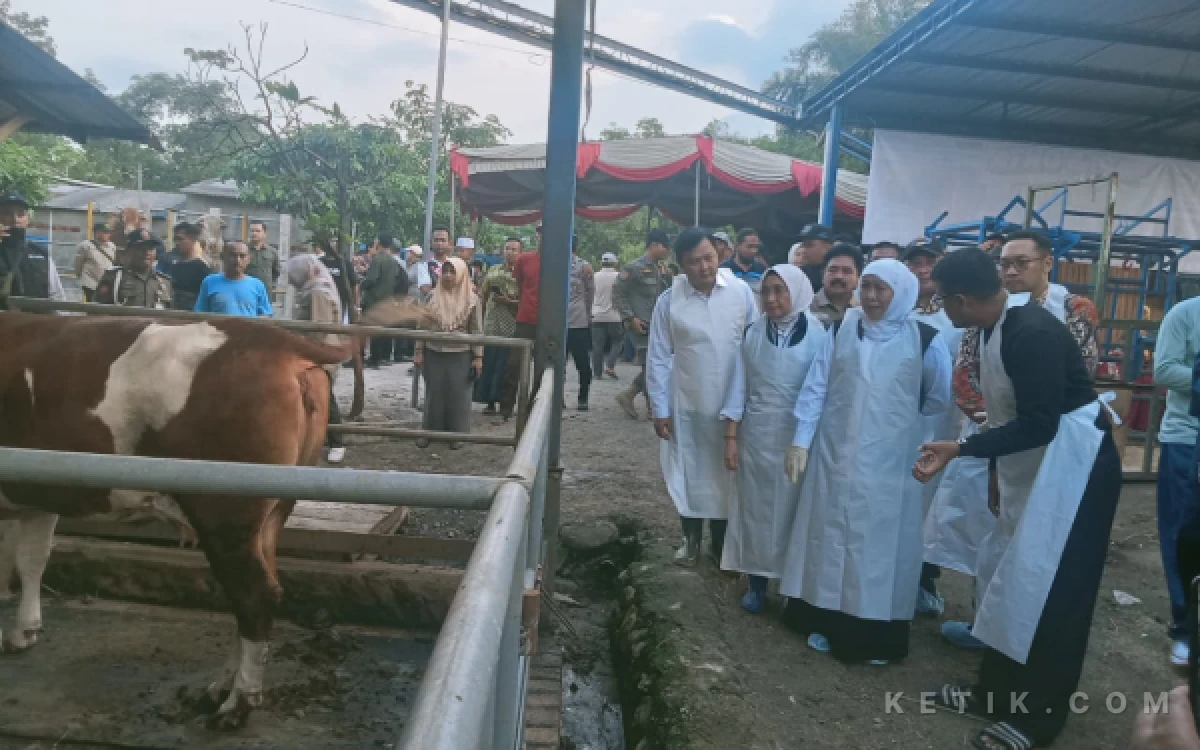 Thumbnail Berita - Gubernur Khofifah Kunjungi Ternak Sapi dan Unta Berkah Wafa Farm Ngoro Kabupaten Mojokerto