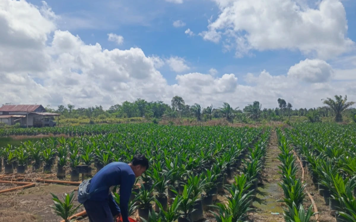 Foto Penangkar Bibit kelapa sawit unggul PT. CNS dan Leny Marlina (Foto: Humas PT CNS)