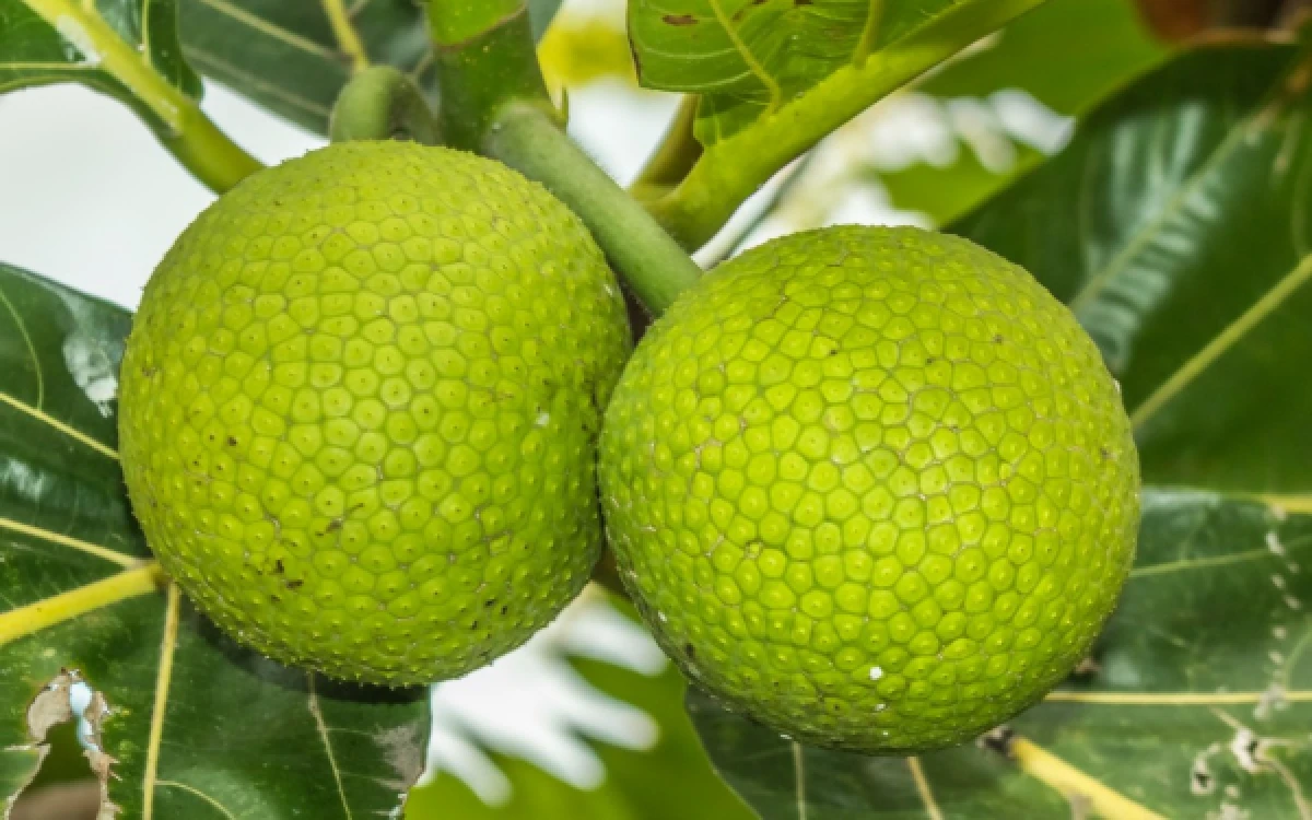Thumbnail Berita - Adaptif dan Kaya Nutrisi, Sukun Berpotensi Jadi Superfood Lokal dan Pangan Masa Depan Indonesia