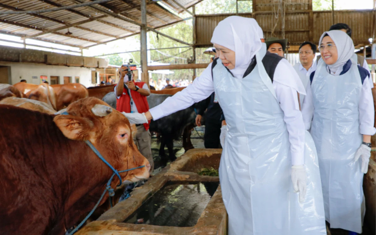 Thumbnail Berita - Gubernur Khofifah Pastikan Stok Hewan Kurban Jatim Aman dan Surplus, Bebas PMK dan LSD