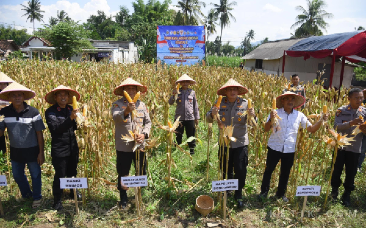 Thumbnail Berita - Panen Raya Jagung Nasional di Bondowoso, Polri Perkuat Barisan Ketahanan Pangan