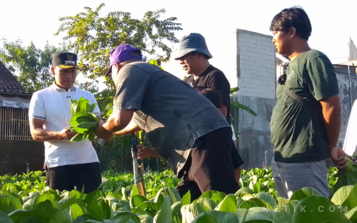 Thumbnail Berita - Plt Bupati Tulungagung Dukung Kelurahan Kepatihan Sulap Lahan Kosong Jadi Wisata Petik Sayur Organik