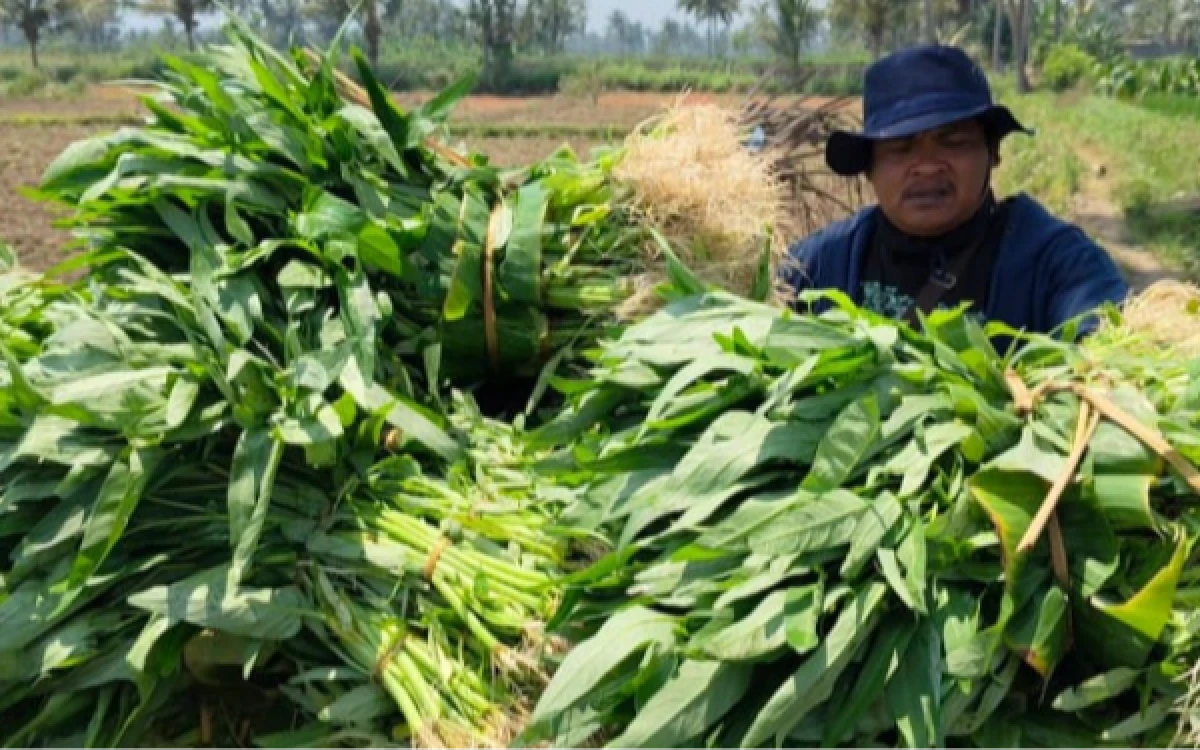 Thumbnail Berita - Kemarau Panjang, Harga Kangkung di Malang Meroket Tembus Rp35 Ribu