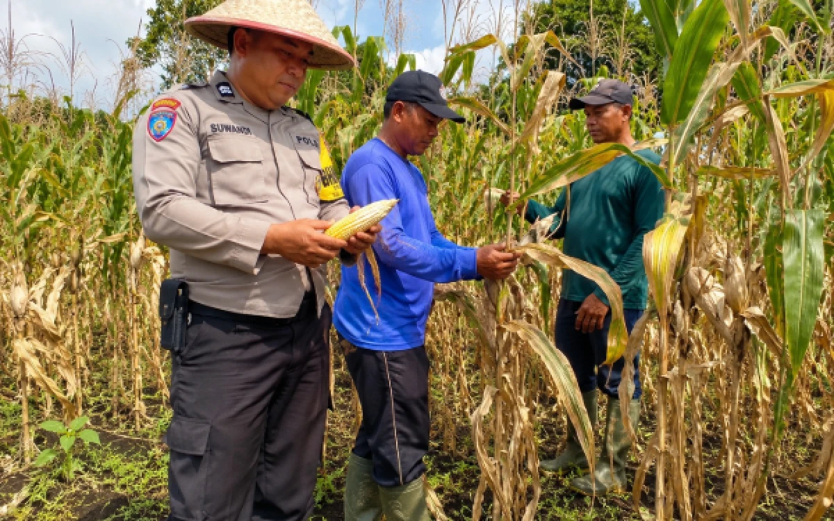 Thumbnail Berita - Pantau Lahan Jagung di Buring, Bhabinkamtibmas Kedungkandang Kota Malang Siap Jembatani Masalah Kelangkaan Pupuk Petani