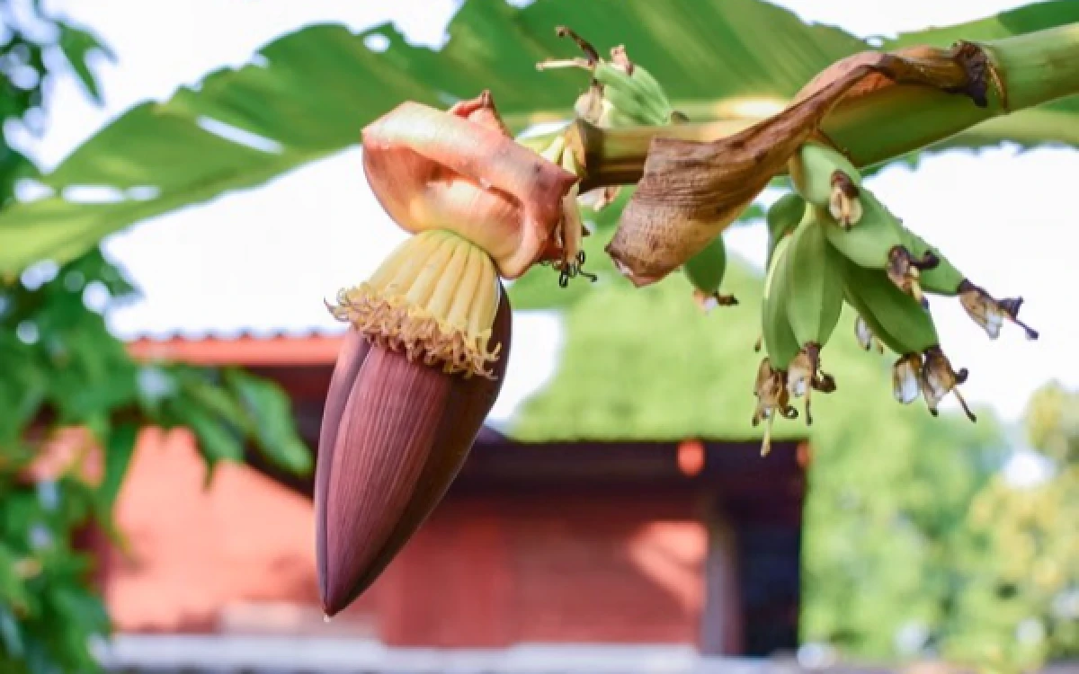 Thumbnail Berita - Tak Hanya Jadi Lauk, Jantung Pisang Punya Segudang Khasiat bagi Kesehatan