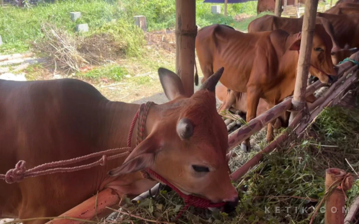 Thumbnail Berita - Pasokan Hewan Kurban dari Madura dan Kabupaten Malang Jadi Primadona Pilihan Masyarakat di Kota Malang