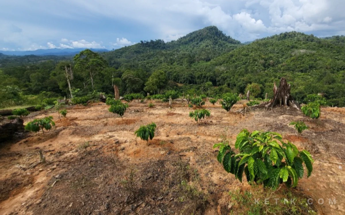 Thumbnail Berita - Pacitan Usulkan Bantuan Bibit Kopi untuk 500 Hektare Lahan ke Pemerintah Pusat