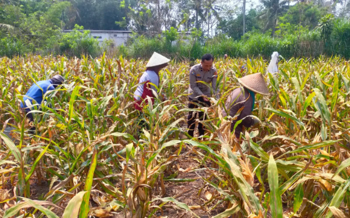 Thumbnail Berita - Bhabinkamtibmas Polresta Malang Kota Dampingi Petani, 9.000 Meter Persegi Lahan Jagung Hasilkan 4 Ton