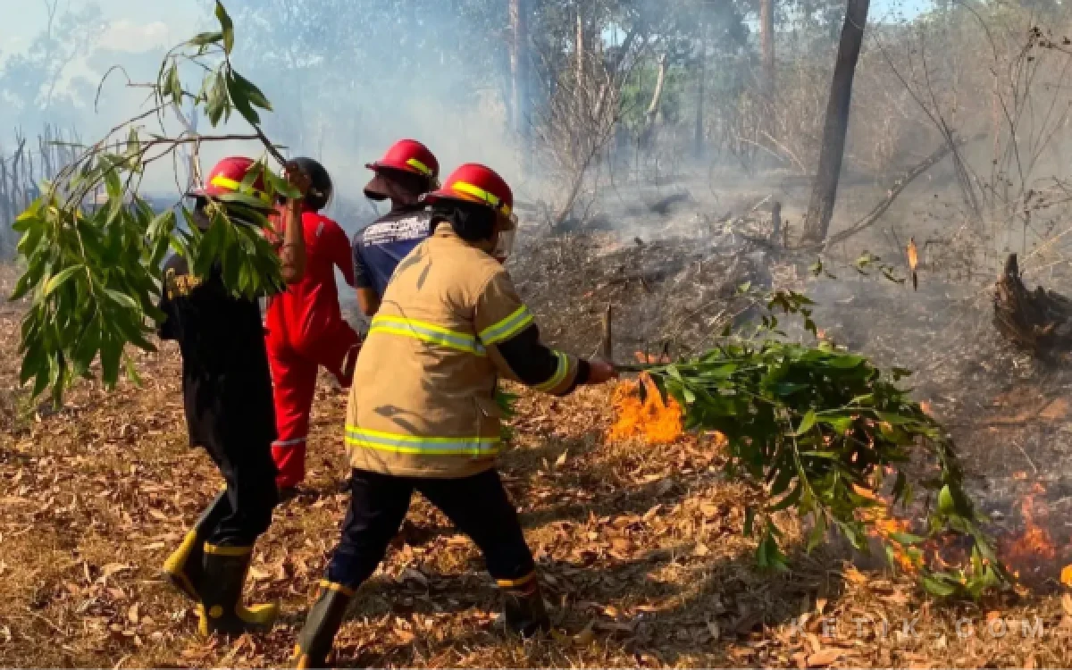 Thumbnail Berita - Tak Pakai Tepung Ubi, Teknik 'Gepyok' Jadi Andalan Jinakkan Api di Tengah Hutan Pacitan