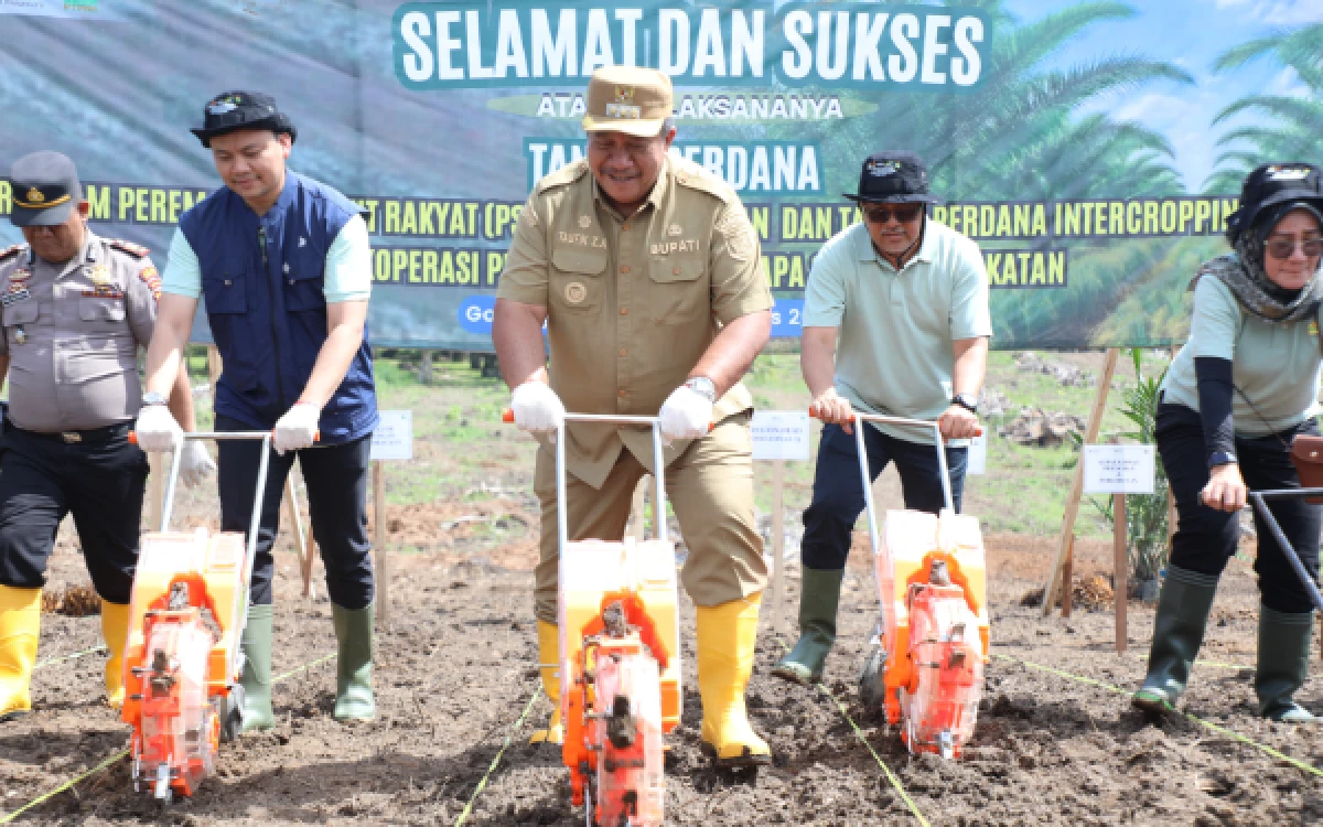 Thumbnail Berita - Bupati Asahan Tanam Perdana PSR Kemitraan dan Intercropping Padi Gogo di Koperasi Kesepakatan