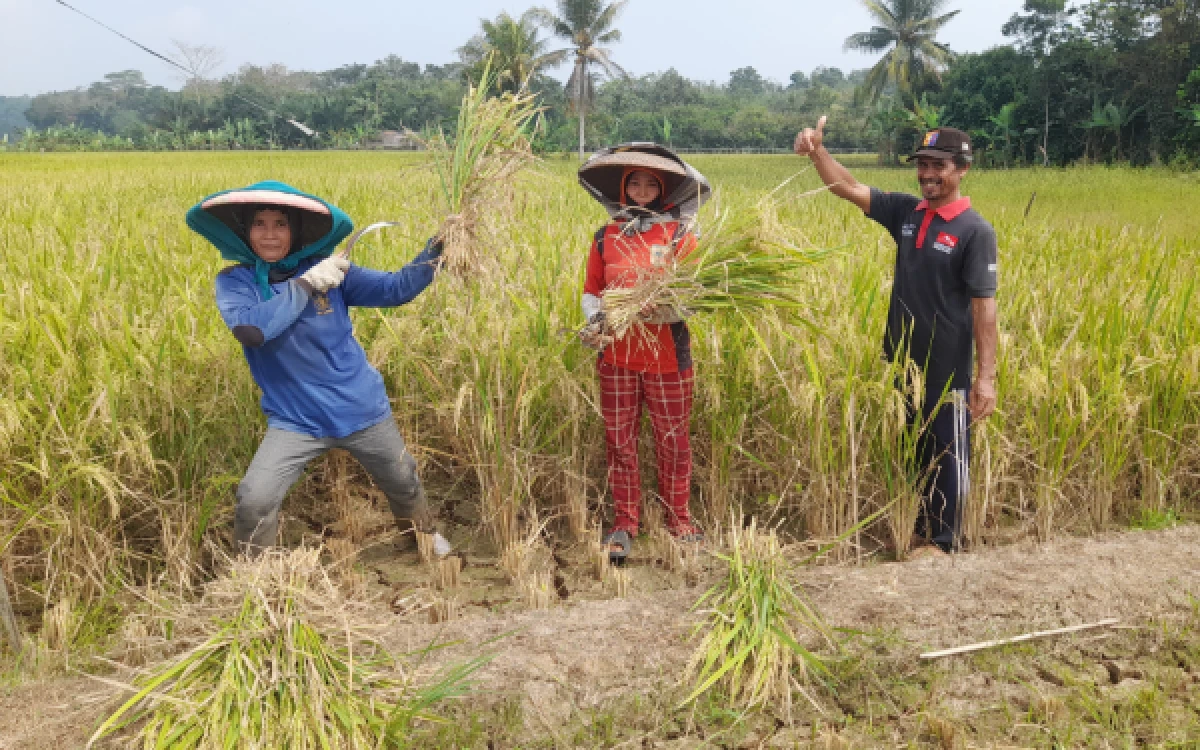 Thumbnail Berita - Kekeringan Landa 294 Hektare Sawah di Lebak, Dinas Pertanian: Baru 14 Hektare Masuk Kategori Puso