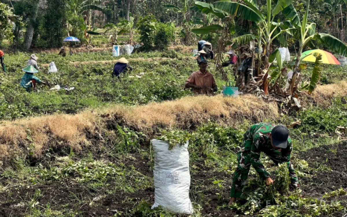 Thumbnail Berita - Prajurit TNI Yonif TP 885/Belibis Putih Turun Langsung Bantu Petani Panen Kacang