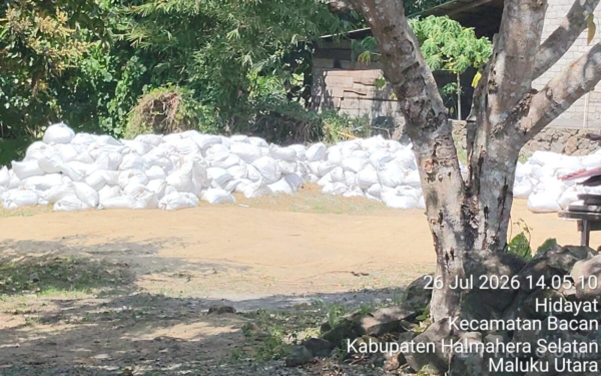 Thumbnail Berita - Rekomendasi Kades Disebut Cukup, DLH-KPH Halmahera Selatan Diduga Membuka Jalan Galian Tanah