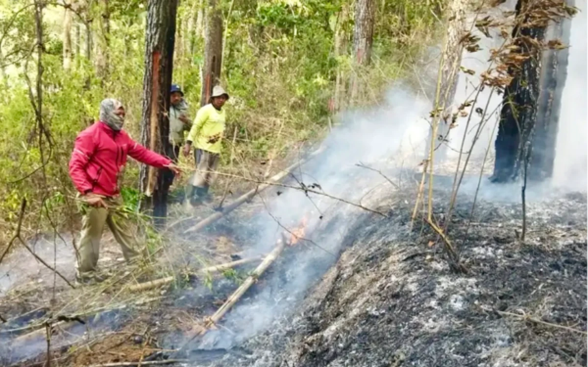 Thumbnail Berita - Tiga Karhutla di Kota Batu dalam 2 Hari, BPBD Beberkan Penyebab Utamanya