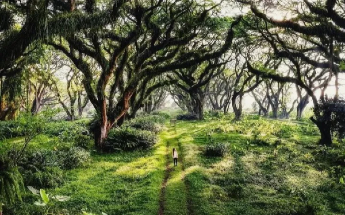 Thumbnail Berita - Healing Forest Baik untuk Kesehatan Fisik dan Mental, Ini Penjelasan Ilmiahnya
