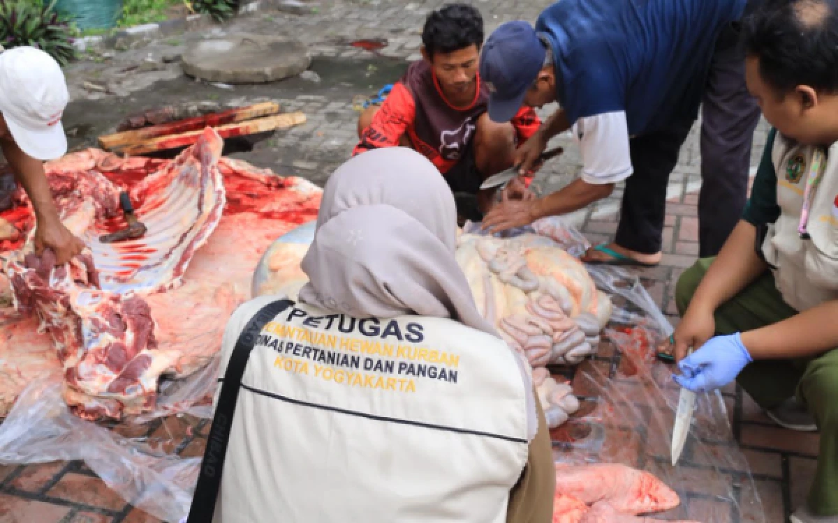 Foto Petugas Dinas Pertanian dan Pangan Kota Yogyakarta berseragam khusus ikut mengawasi proses pemotongan daging kurban di area penyembelihan untuk memastikan kesehatan dan standar higienis. (Foto: Lik Is for Ketik.com)