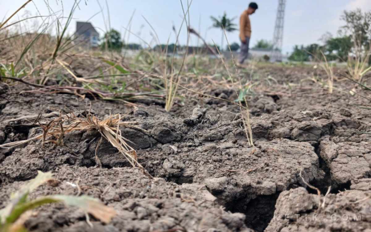 Thumbnail Berita - BMKG Prediksi Fenomena El Nino Bertahan Hingga 2027, Masyarakat Dimintai Siaga