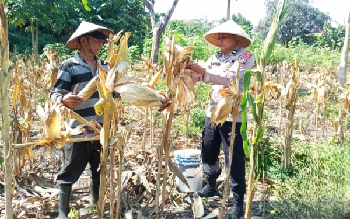 Foto Anggota Bhabinkamtibmas Polsek Blimbing saat mendampingi petani melakukan panen jagung di lahan pertanian yang berada di Kelurahan Purwantoro Kota Malang, Kamis, 4 Juni 2026 (Foto : Polresta Malang Kota)