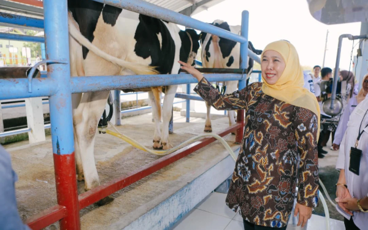 Thumbnail Berita - Tinjau UPT Pembibitan Ternak Batu, Gubernur Khofifah Dorong Pengembangan Sapi Perah di Jawa Timur