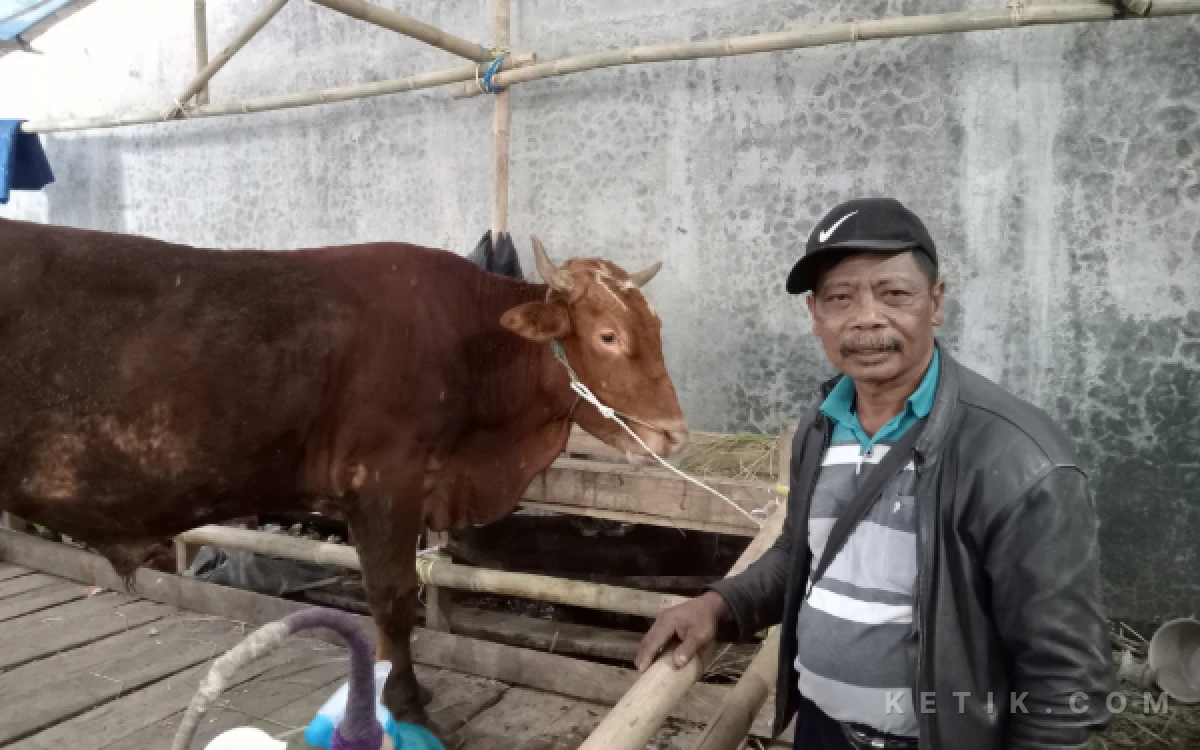 Thumbnail Berita - Dihantui Wabah PMK dan Lato-Lato, Penjual Sapi Kurban di Malang Perketat Pemeriksaan Hewan