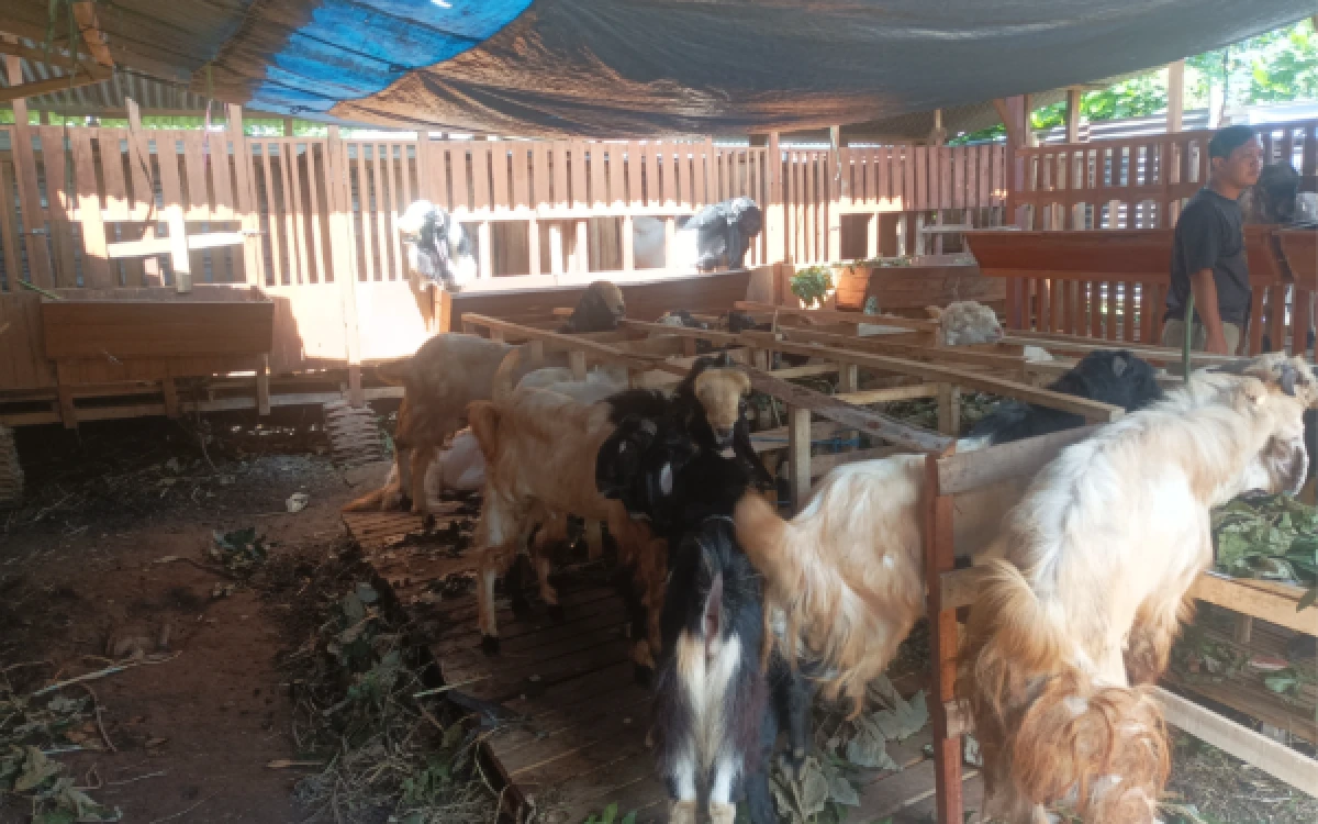 Thumbnail Berita - H-9 Iduladha 2026, Kambing Jumbo dan Sapi Madura di Malang Laris Manis