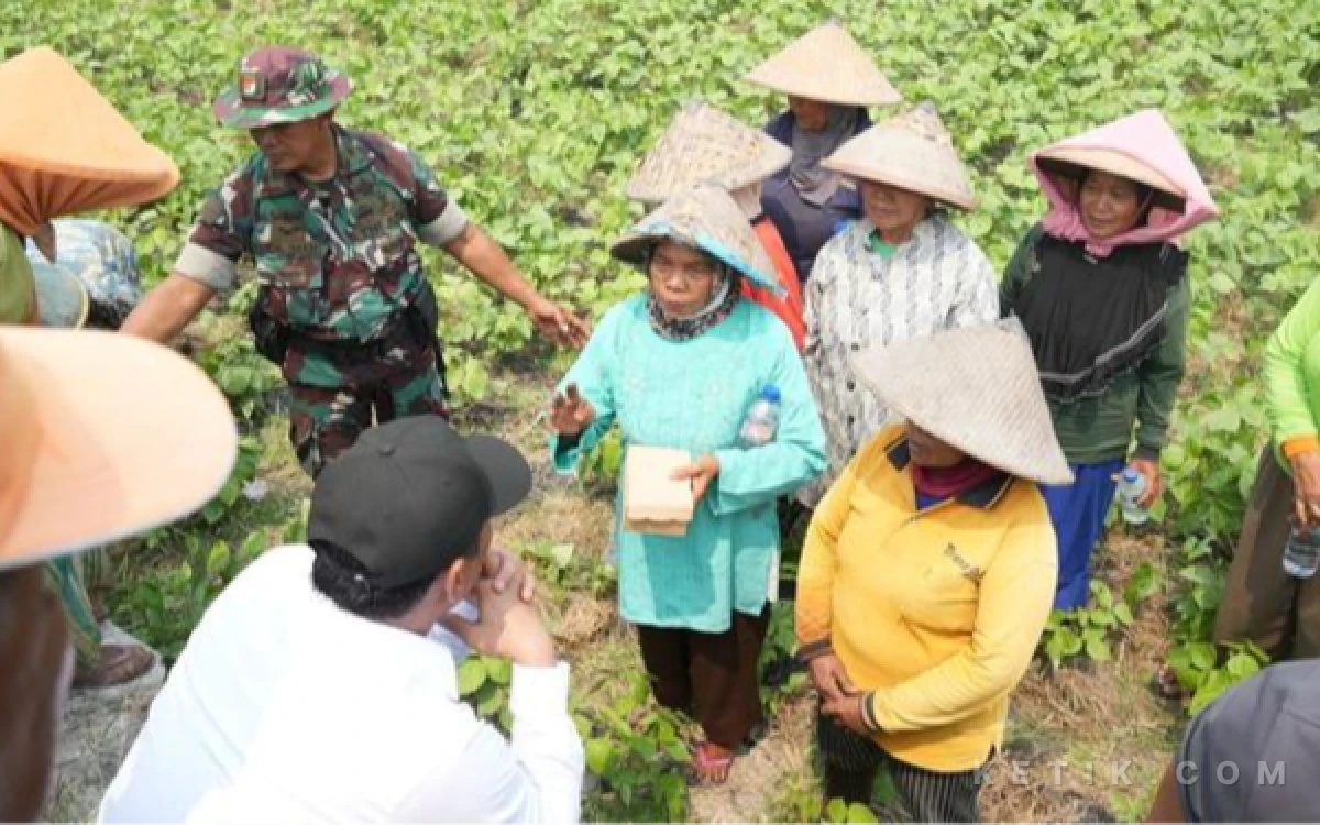Foto Mentan Amran Sulaiman saat kunjungan ke Gresik, Jawa Timur, mengecek langsung lahan pertanian yang dilaporkan terdampak kekeringan lebih dari 200 hektare. (Foto: Humas Kementan)