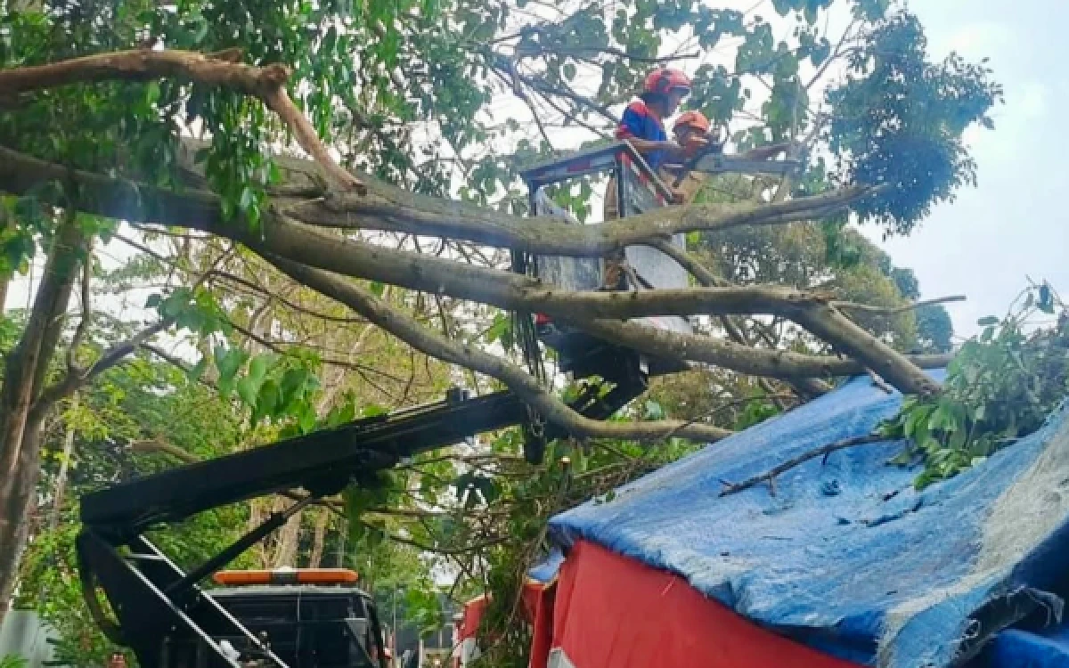 Thumbnail Berita - Angin Kencang di Kota Batu Sebabkan Dahan Pohon Tumbang, Timpa Kabel dan Warung