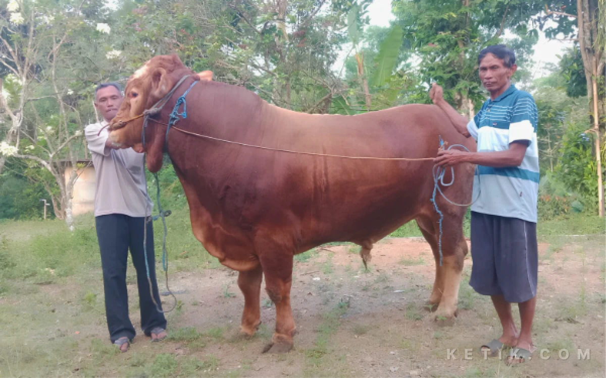 Thumbnail Berita - Sapi Bobot 1 Ton asal Pacitan Dipilih untuk Kurban Iduladha Presiden, Dibanderol Rp90 Juta