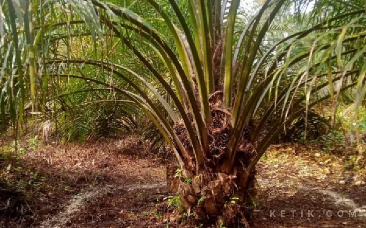 Thumbnail Berita - Pupuk Subsidi Langka dan Mahal, Petani Sawit Aceh Singkil Minta Kepastian Harga