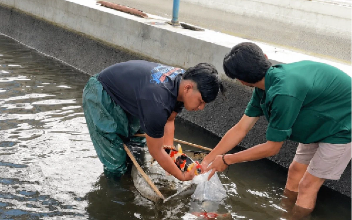 Foto Kegiatan pemilihan indukan ikan koi  (Foto : Joko/Mahasiswa UB Kediri)