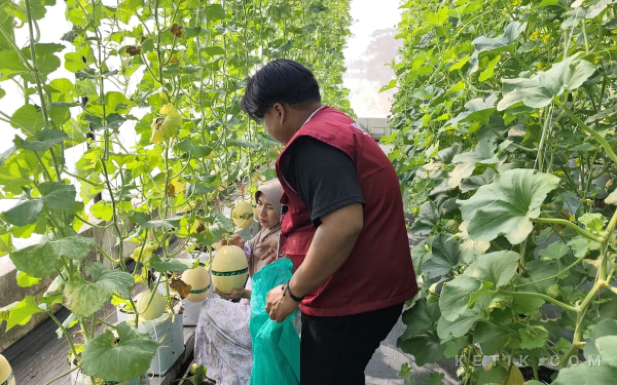 Foto Salah satu pengunjung sedang memetik melon di Greenhouse pada Jum'at 03 Juli 2026 (Foto: Syakira Rizki Thalita/Ketik.com)