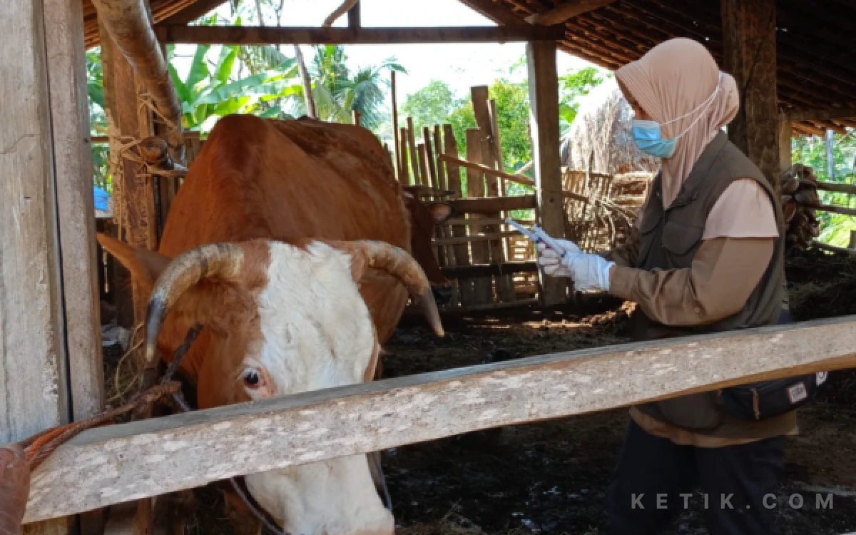 Thumbnail Berita - Usai Tewaskan 8 Ternak, Ternyata Ini Asal Mula Antraks Merebak di Desa Pelem Pacitan