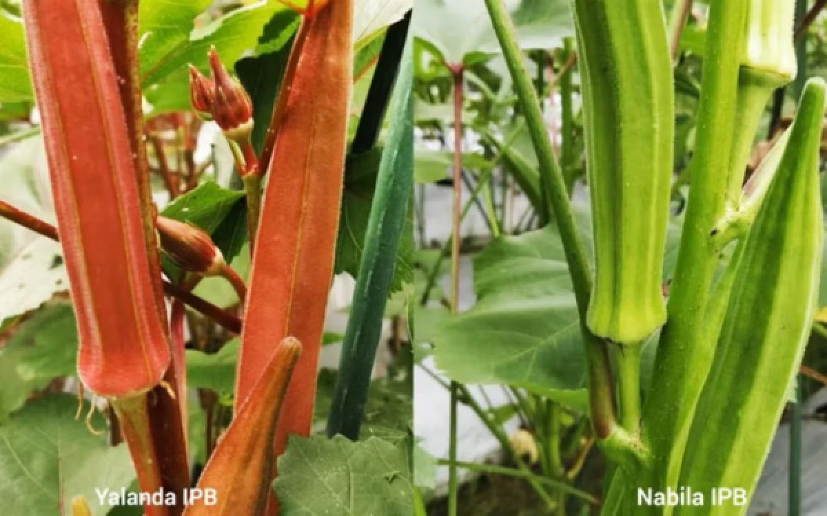 Thumbnail Berita - Dua Varietas Okra Lokal Pertama Sukses Dikembangkan, Adaptif di Iklim Tropis dan Siap Didorong ke Pasar