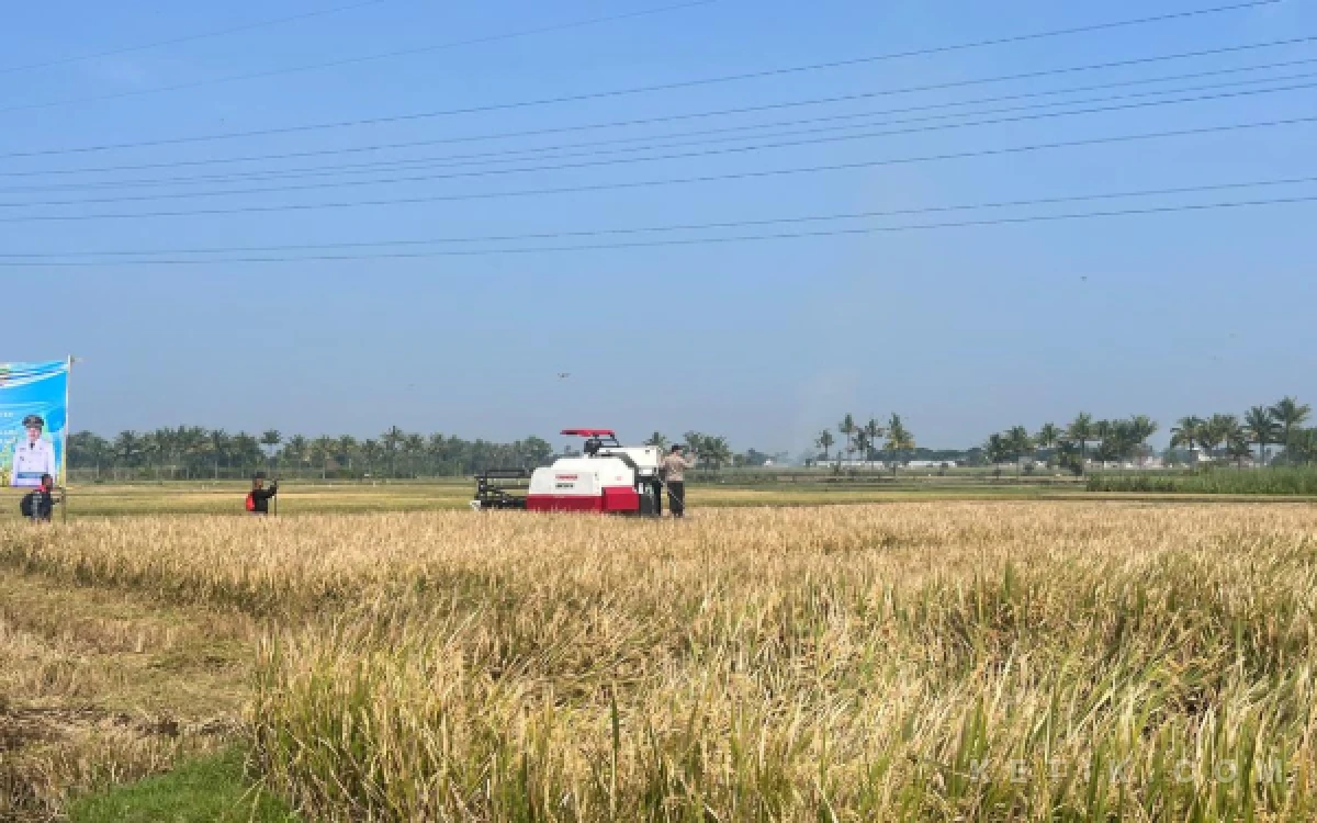Foto Ilustrasi lahan sawah yang ada di Kota Malang. (Foto: Lutfia/Ketik.com)