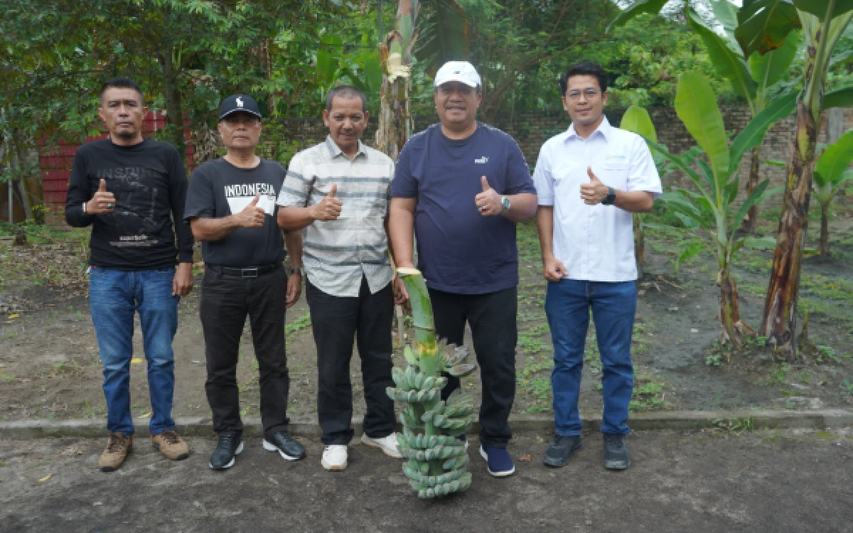 Thumbnail Berita - Bupati Asahan Panen Perdana Pisang Kepok Abu, Didorong Jadi Varietas Khas Daerah