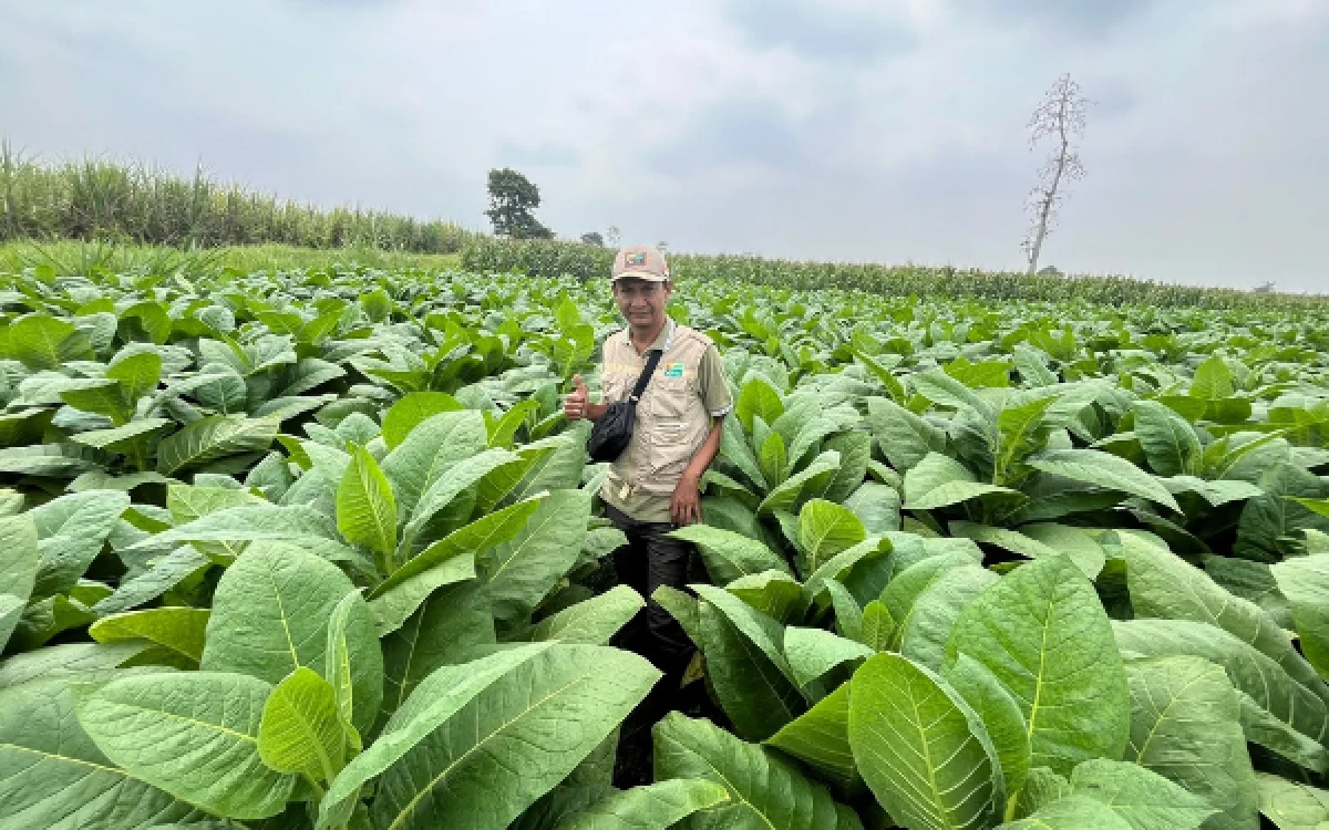 Thumbnail Berita - Petani Tembakau Lumajang Olah Bahan Organik Untuk Tekan Biaya Pupuk
