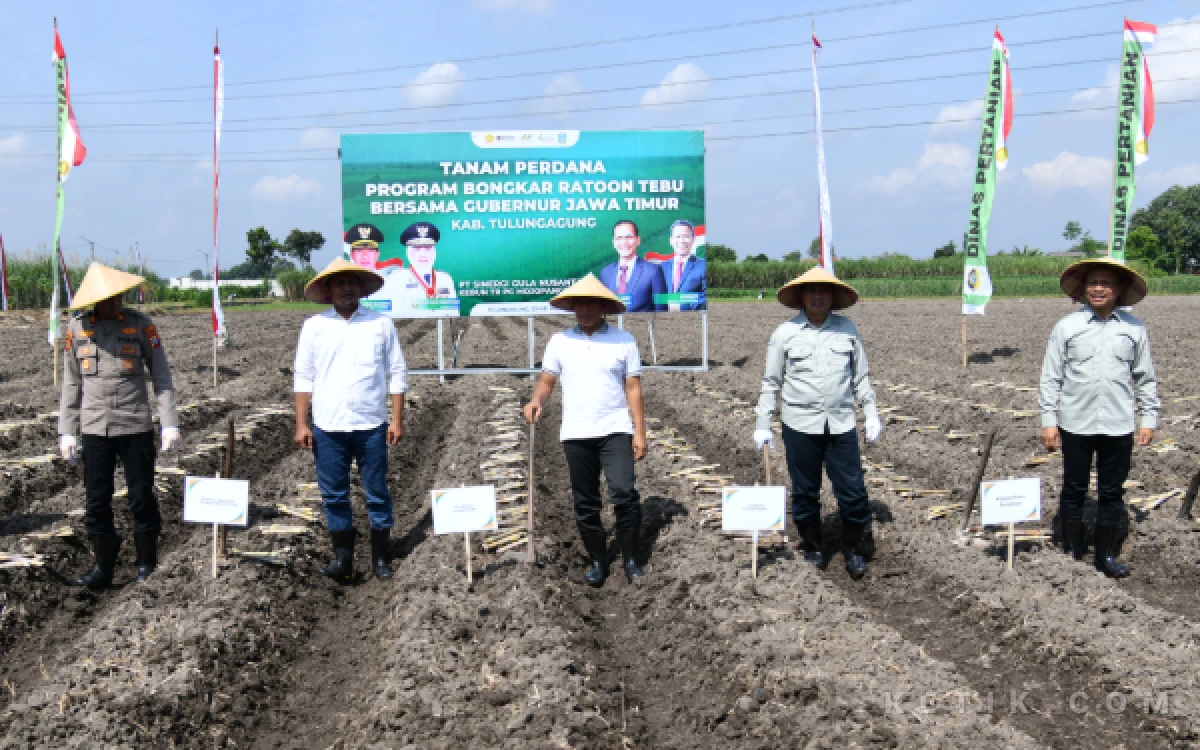 Thumbnail Berita - Tulungagung Mulai Program Bongkar Ratoon Tebu 2026, Perkuat Target Swasembada Gula Nasional