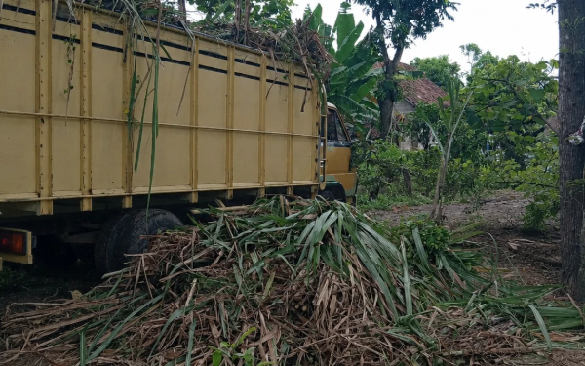 Foto Penyaluran benih tebu di lokasi petani. (Foto: Mahasiswa PSDKU UB Kediri)