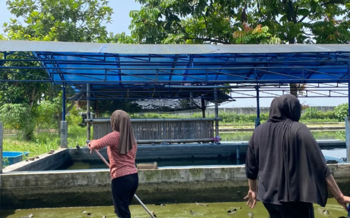 Foto Mahasiswa PSDKU UB Kediri saat melakukan perawatan kolam budidaya dalam program MBKM di UPT PBAT Tulungagung. (Foto : Mahasiswi PSDKU UB Kediri)