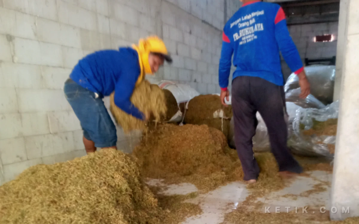 Foto Aktivitas pekerja Gudang Cahyo Tobacco saat proses hasil perajangan daun tembakau kering di Desa Rayung, Kecamatan Senori, Kabupaten Tuban, Sabtu 5 September 2026 (Foto: Ahmad Istihar/Ketik.com)
