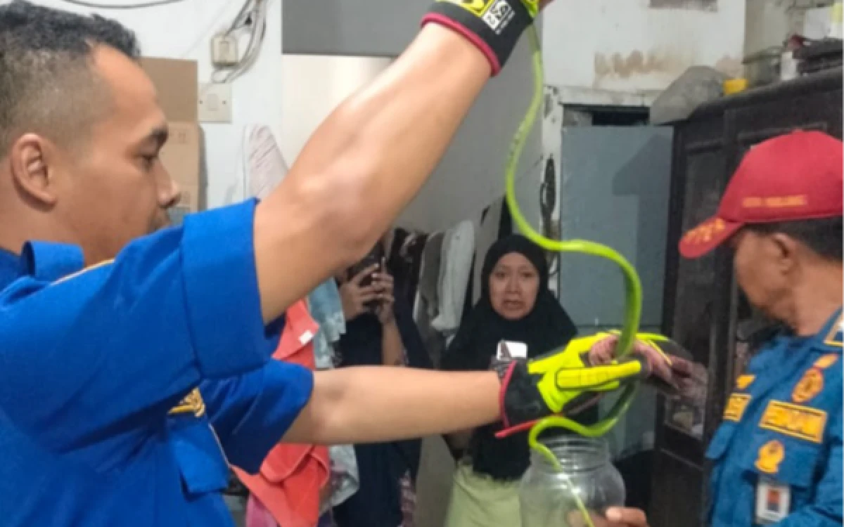 Thumbnail Berita - Seram! Ular hingga Sarang Tawon Lebih Banyak Bikin Damkar Malang Sibuk Ketimbang Kobaran Api