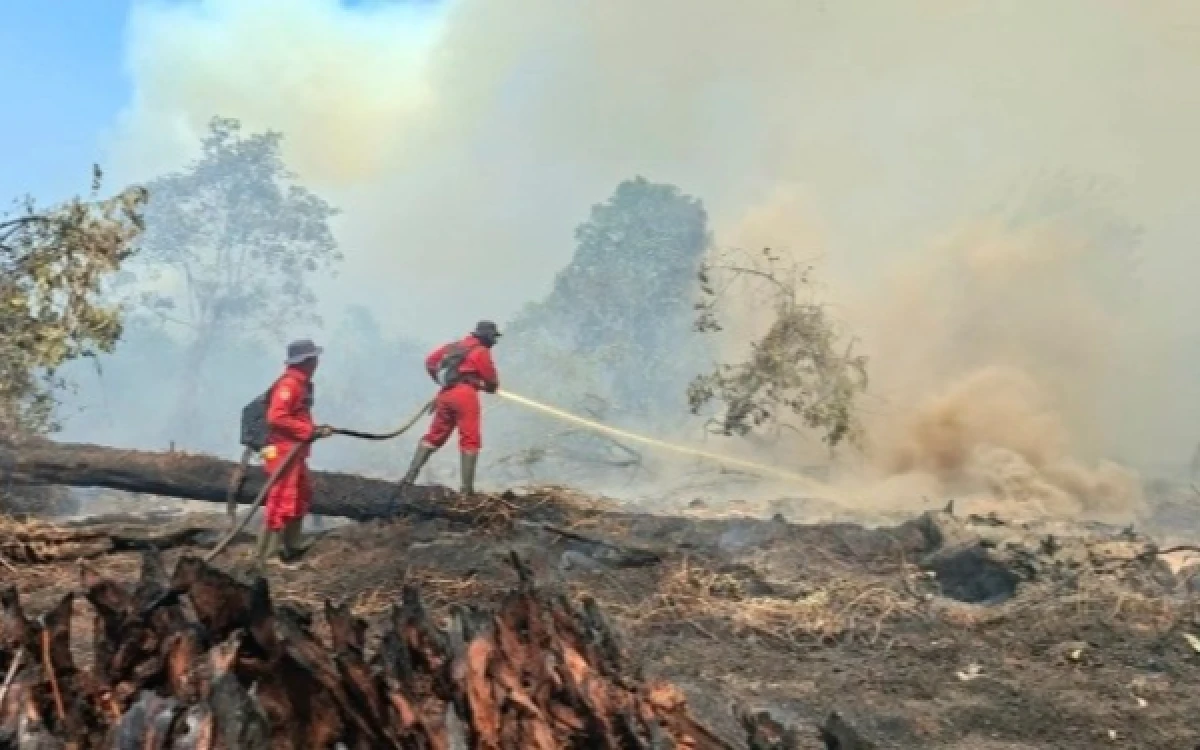 Thumbnail Berita - Puluhan Ribu Titik Panas Terdeteksi di Kalteng, Walhi Soroti Food Estate dan Kerusakan Gambut