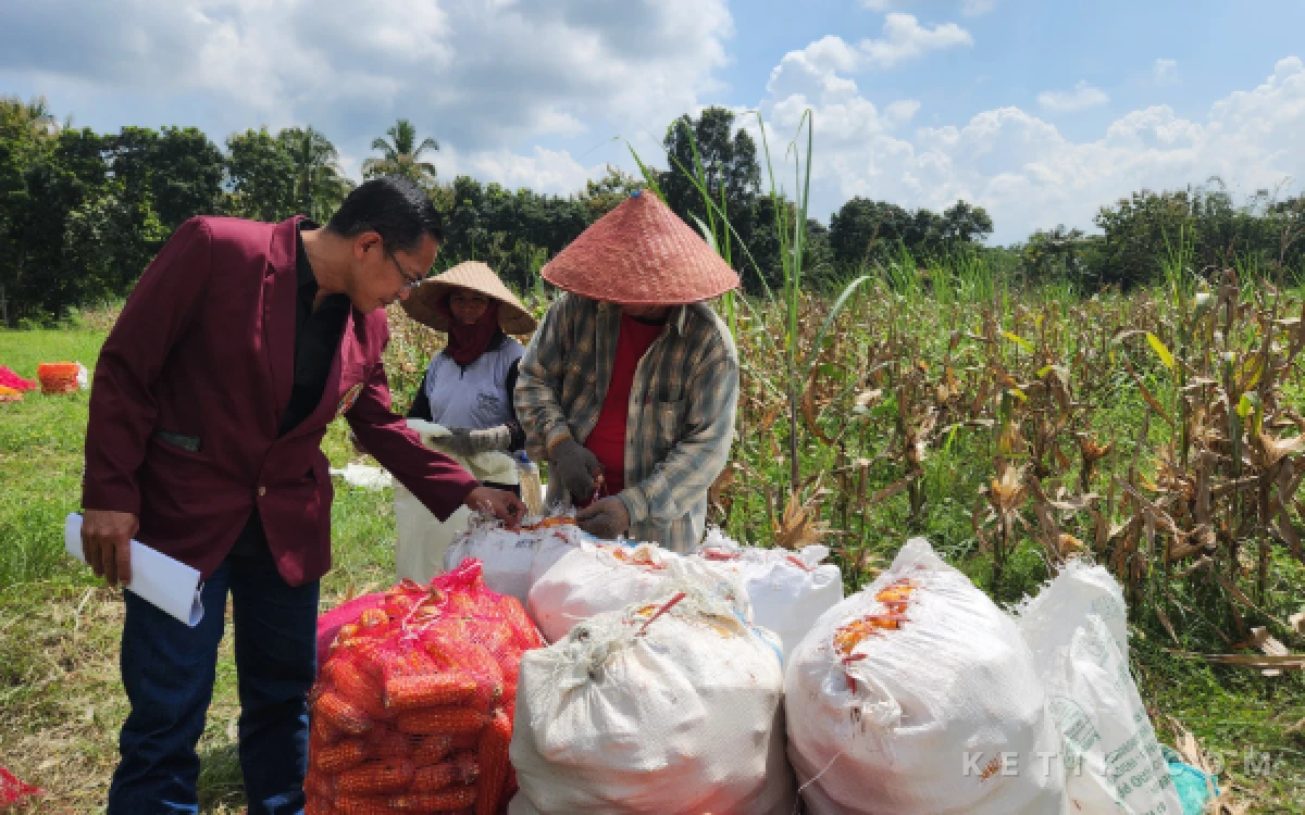 Thumbnail Berita - 5 Alasan Pemerintah Kejar Swasembada Jagung, Kesejahteraan Petani Jadi Prioritas